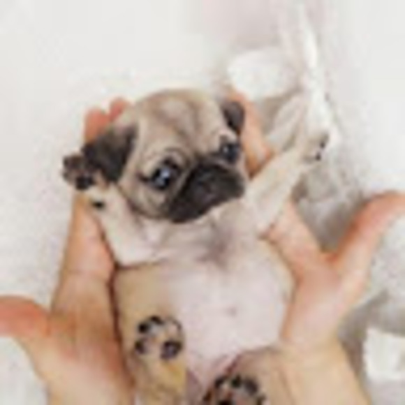 Meet your Posher, Paula - Picture 1 of 1